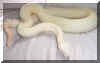 02 Columbian-Argentine Albino F
