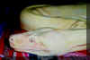 04 Coral Albino M