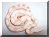 07 Albino Het Snow Litter pic 1