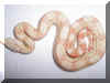 07 Albino Het Snow Litter pic 2