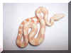 07 Albino Het Snow Litter pic 3
