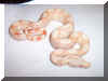 07 Albino Het Snow Litter pic 4