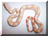 07 Albino Het Snow Litter pic 5