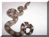 07 Albino Het Snow Litter pic 6