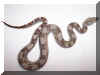 07 Albino Het Snow Litter pic 7