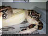 Exquisite Pastel breeding Albino Arby Pic1